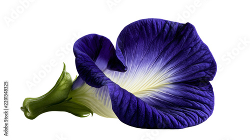 Deep blue butterfly pea flower with white center and green calyx