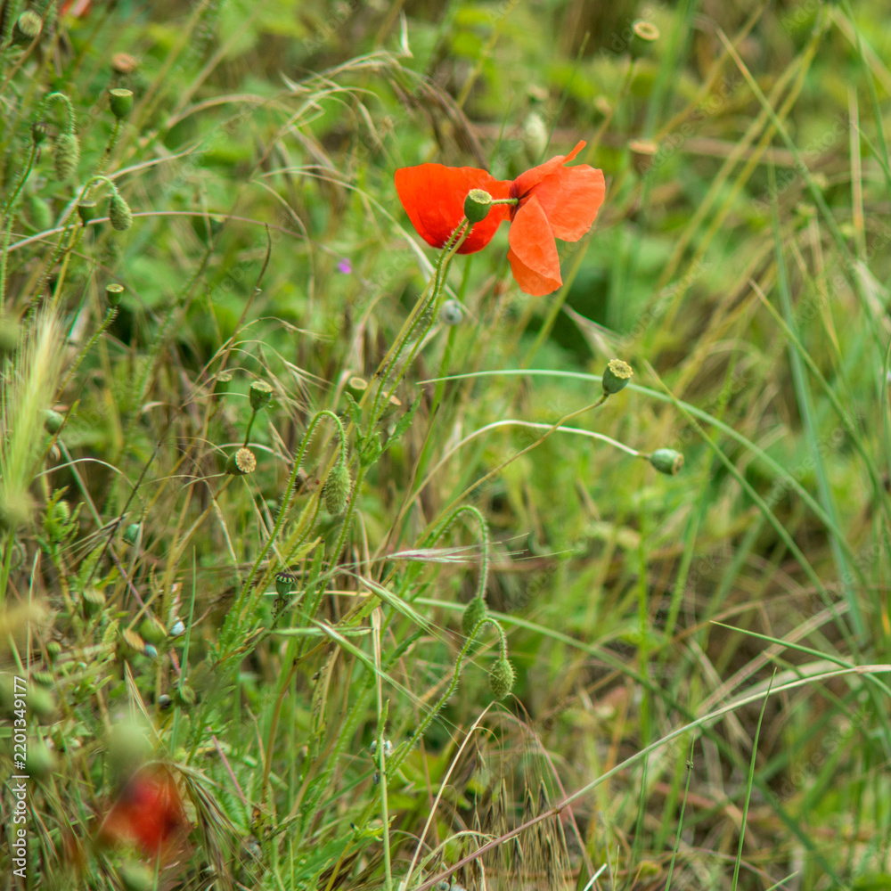 Fototapeta premium Coquelicot printanier dans les marais de Fort-Mahon-Routhiauville, Somme, France