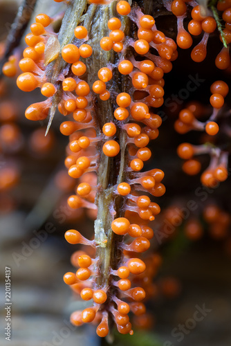 Group of Salmon-eggs slime old young sporangia