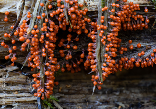 Group of Salmon-eggs slime mold young sporangia on a dead tree trunk 