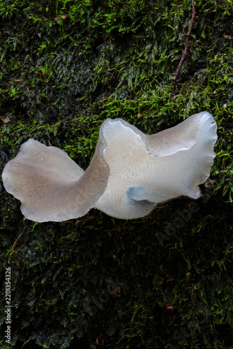Toothed jelly fungus growing on a mossy tree trunk 