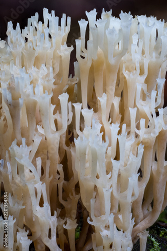 Closeup of Crown-tipped coral fungus on black background 