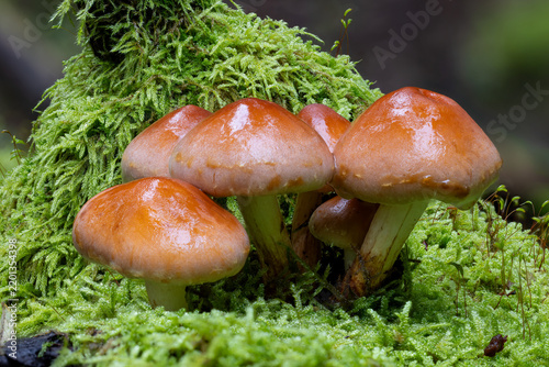 Chestnut mushroom group growing on a mossy tree trunk 