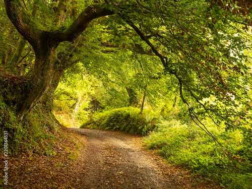 Autumnal woodlands in the North Devon countryside 