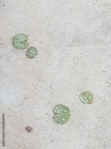 Cuadro en lienzo Green water lily leaves floating on stagnant swamp surface covered with duckweed