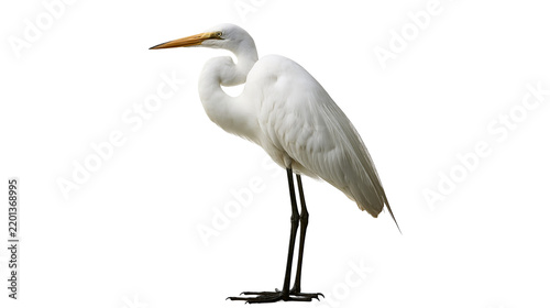Great egret standing with white plumage and long yellow beak