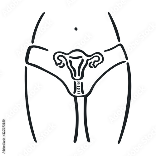 Female Reproductive System Medical Illustration