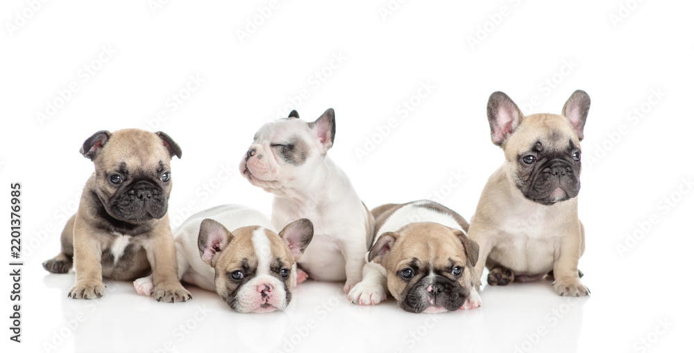 Obraz premium Group of cute French bulldog puppies sitting in front view. Isolated on white background
