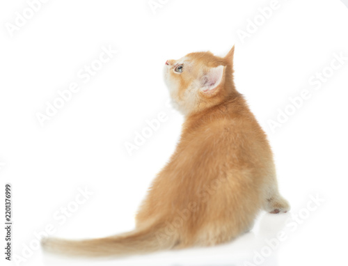 Golden chinchilla kitten sitting in back view and looking away and up on empty space. Isolated on white background