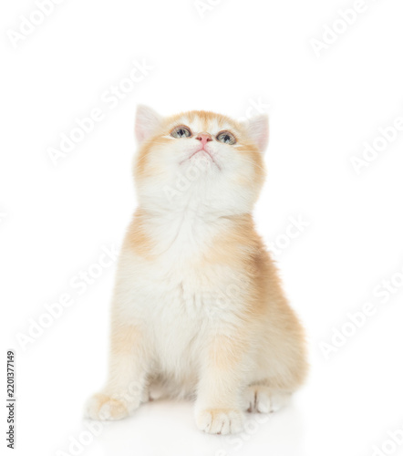 Cute Golden chinchilla kitten sitting in front view and looking up on empty space. Isolated on white background
