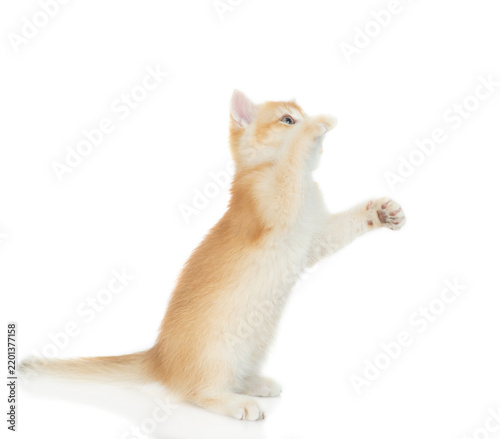 Playful young golden chinchilla cat standing on hind legs and looking away and up on empty space. Isolated on white background