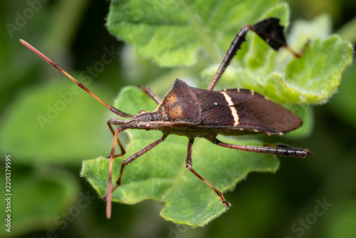 Eastern leaf-footed bug (Leptoglossus phyllopus) posing on a leaf.
