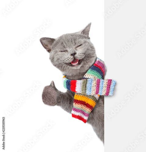 Happy cat wearing warm knitted woolen scarf showing thumbs up gesture from behind white blank board. Isolated on white background
