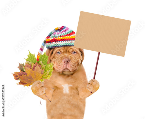 Sad Mastiff puppy wearing a warm hat with pompon holds dry colorful leaves and shows blank placard. isolated on white background