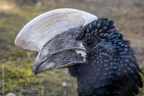 Konstfotografi Close up shot of silvery cheeked hornbill bird head