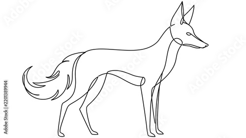 Fox standing white background.