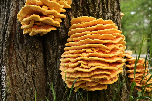 yellow mushrooms on a tree trunk