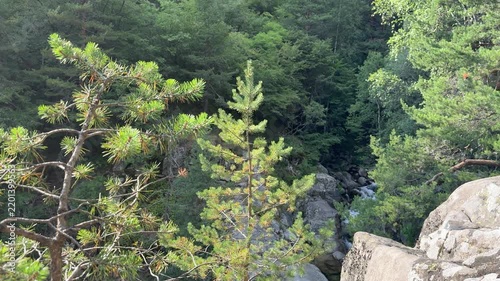 Evergreen Forest Canyon View From Rocky Mountain Overlook