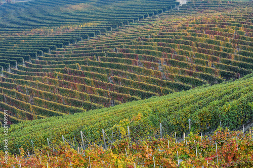 Fotografie Barolo and Nebbiolo vineyards and grapes in Langhe Piedmont Italy