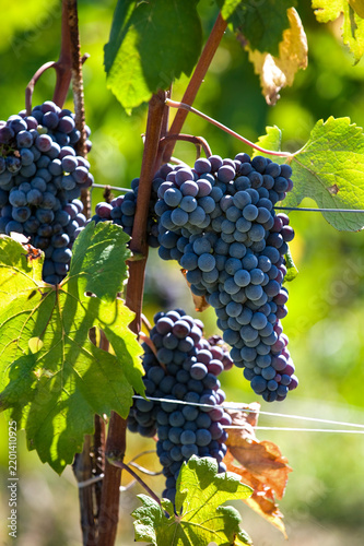 Fotografie Barolo and Nebbiolo vineyards and grapes in Langhe Piedmont Italy