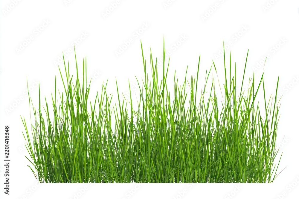 Fototapeta premium Lush green grass isolated background.