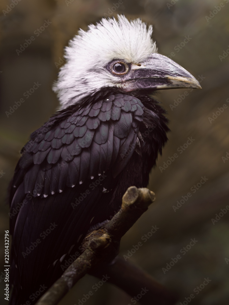 Fototapeta premium White-crested hornbill