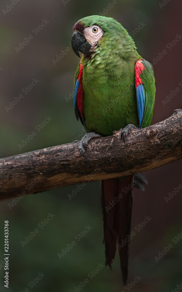 Obraz premium Chestnut-fronted macaw