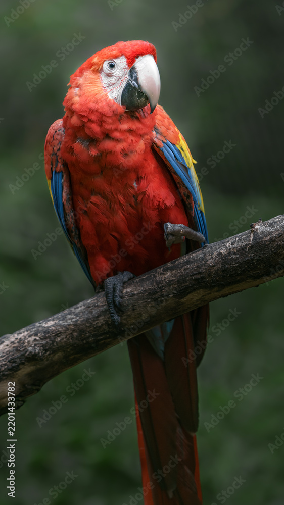 Obraz premium Scarlet macaw