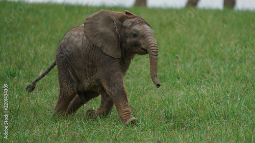 African bush elephant