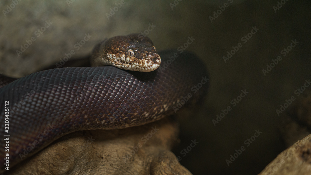 Fototapeta premium Macklot's python