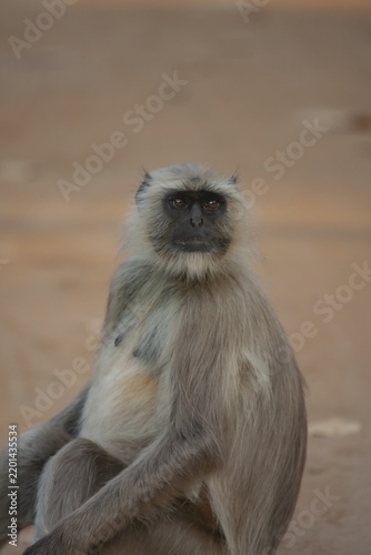 Gray langur (Semnopithecus entellus) monkey adult animal portrait, Bandhavgarh, Madhya Pradesh, India