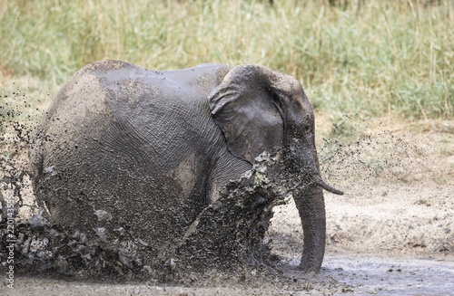 African Elephant (Loxodonta africana), so-called desert elephant, bull bathing in a water hole , Damaraland, Namibia