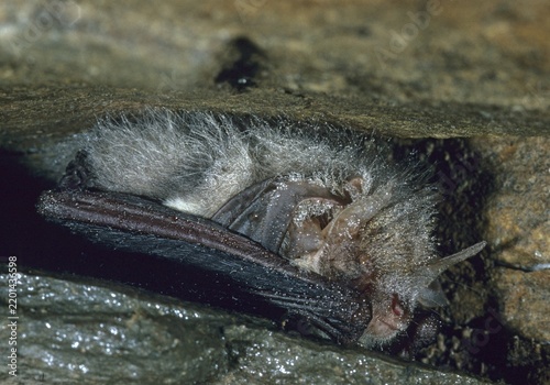 Brown long-eared bat, plecotus auritus, bats, chiroptera, FFH, bats, mammals, cleft quarters, mammals, hibernation