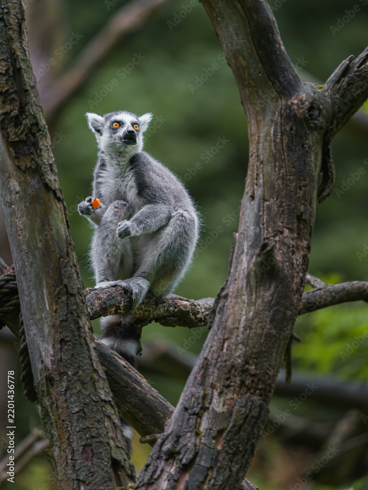 Fototapeta premium Ring tailed lemur