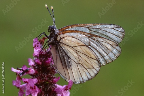 Black-veined White butterfly (Aporia crataegi) perched on a blossom, Filz near Woergl, Tyrol, Austria, Europe