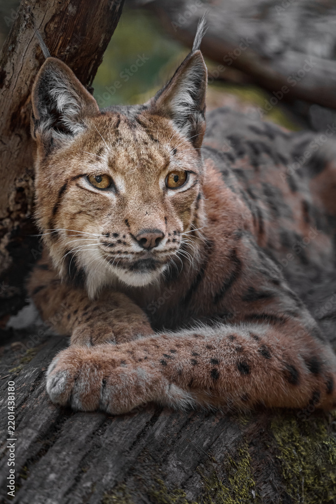 Obraz premium Eurasian lynx