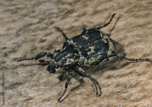 Leaf horn beetle, rotting wood scarab beetle, scarabaeidae, stumbling beetle, valgus hemipterus, beetle, coleoptera, insects, beetles
