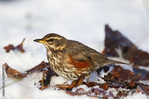 Redwing (Turdus iliacus) adult bird in a snow covered woodland in winter, England, United Kingdom