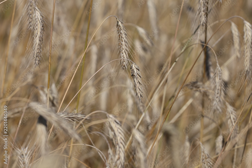 Obraz premium Weighted wheat ear lowered due to ripeness, highlighting natural curvature of stalk