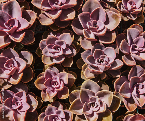 Echeveria 'Perle von Nürnberg', a popular succulent variety recognized by its powdery, pastel lavender-pink rosettes