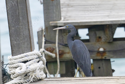 Pacific Reef Heron, in Gaya Island, Borneo.
