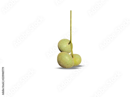 Trewia nudiflora or Mallotus nudiflorus fruits isolated on a white background