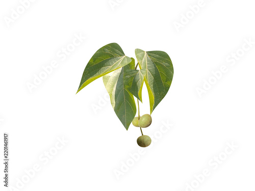 Trewia nudiflora or Mallotus nudiflorus plant leaf with fruits isolated on a white background