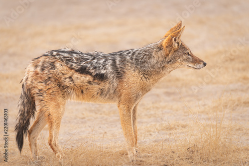 Photography A Jackal walking in Etosha National Park, Namibia, Africa