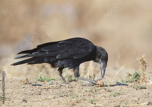Rook (Corvus frugilegus) holding a walnut under its foot on dry, bare ground.