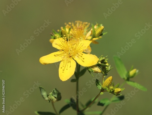 Fotografie St. John's wort (Hypericum perforatum) herbaceous medicinal herb