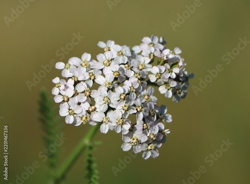 Common yarrow (Achillea millefolium) wild medicinal plant blooming in a meadow