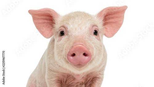 Cute pink piglet with large ears, isolated on transparent background