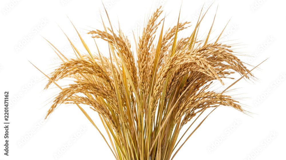 Fototapeta premium Bunch of ripe golden rice stalks isolated on a white background