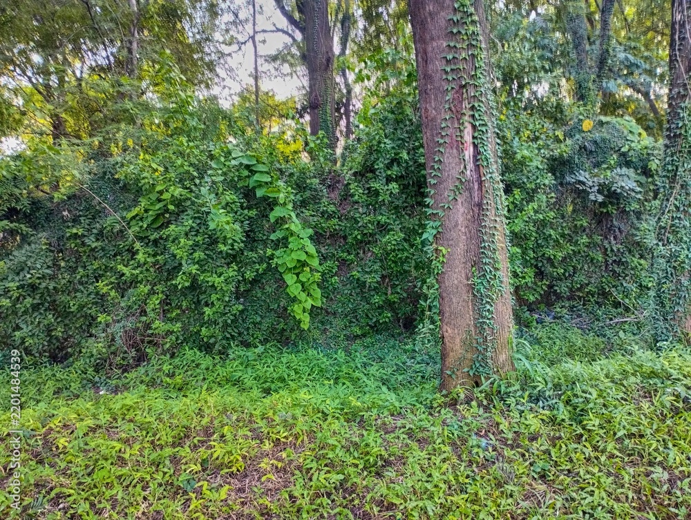 Obraz premium Dense Forest Vegetation with Trees and Climbing Ivy